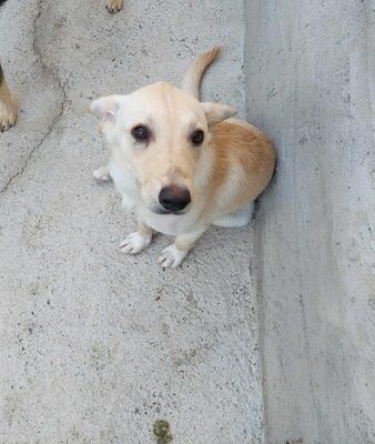 Maja - sanft, liebevoll und bereit für ein echtes Zuhause, Mischling - Hündin