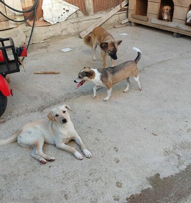 Maja - sanft, liebevoll und bereit für ein echtes Zuhause, Mischling - Hündin