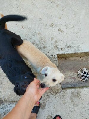 Maja - sanft, liebevoll und bereit für ein echtes Zuhause, Mischling - Hündin