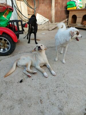 Maja - sanft, liebevoll und bereit für ein echtes Zuhause, Mischling - Hündin