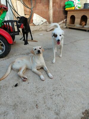 Maja - sanft, liebevoll und bereit für ein echtes Zuhause, Mischling - Hündin