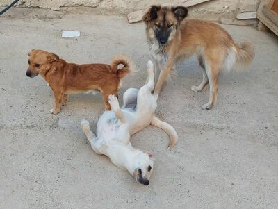 Maja - sanft, liebevoll und bereit für ein echtes Zuhause, Mischling - Hündin