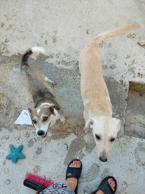 Maja - sanft, liebevoll und bereit für ein echtes Zuhause, Mischling - Hündin