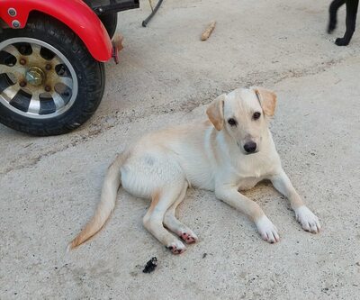 Maja - sanft, liebevoll und bereit für ein echtes Zuhause, Mischling - Hündin