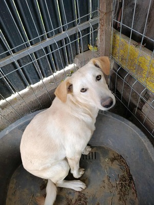 Maja - sanft, liebevoll und bereit für ein echtes Zuhause, Mischling - Hündin