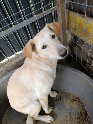 Maja - sanft, liebevoll und bereit für ein echtes Zuhause, Mischling - Hündin