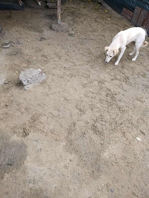 Maja - sanft, liebevoll und bereit für ein echtes Zuhause, Mischling - Hündin