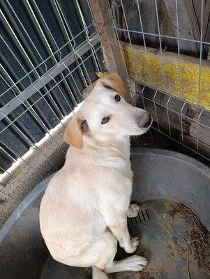 Maja - sanft, liebevoll und bereit für ein echtes Zuhause, Mischling - Hündin