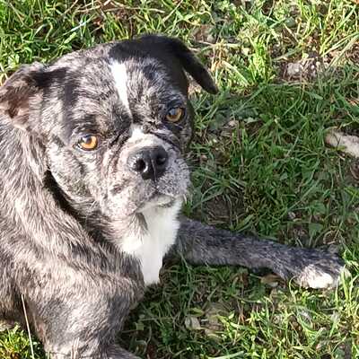 Maja sucht dringend ein Zuhause, Retromops - Hündin