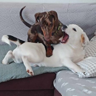 🐶Majlo Beagle Mischling ist sehr ruhig; liebt Katzen, andere Hunde und ist eher unterwürfig....., Beagle Mischling Welpen - Rüde