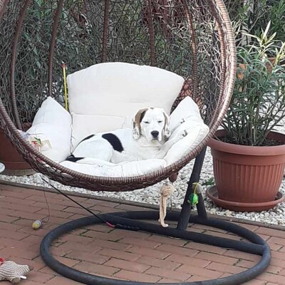 🐶Majlo Beagle Mischling ist sehr ruhig; liebt Katzen, andere Hunde und ist eher unterwürfig....., Beagle Mischling Welpen - Rüde