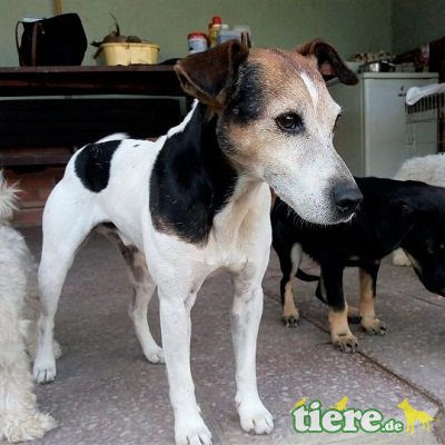 Majlo lieber und freundlicher kleiner Geselle, Parson Jack Russel Terrier - Rüde