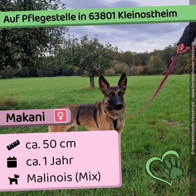 😍Makani 63801 Kleinostheim Malinois (Mix) Hündin - menschenbezogen, Malinois (Mix) - Hündin