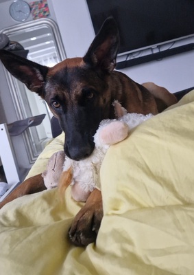 😍Makani 63801 Kleinostheim Malinois (Mix) Hündin - menschenbezogen, Malinois (Mix) - Hündin