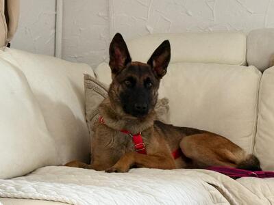 😍Makani 63801 Kleinostheim Malinois (Mix) Hündin - menschenbezogen, Malinois (Mix) - Hündin