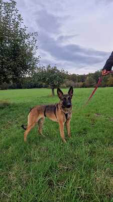 😍Makani 63801 Kleinostheim Malinois (Mix) Hündin - menschenbezogen, Malinois (Mix) - Hündin