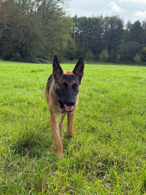 😍 Makani auf Pflegestelle in Kleinostheim Malinois (Mix) - freundlich, Malinois (Mix) - Hündin