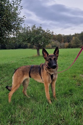 😍 Makani auf Pflegestelle in Kleinostheim Malinois (Mix) - freundlich, Malinois (Mix) - Hündin