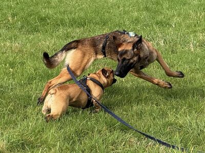 😍 Makani auf Pflegestelle in Kleinostheim Malinois (Mix) - freundlich, Malinois (Mix) - Hündin