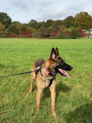 😍 Makani auf Pflegestelle in Kleinostheim Malinois (Mix) - freundlich, Malinois (Mix) - Hündin