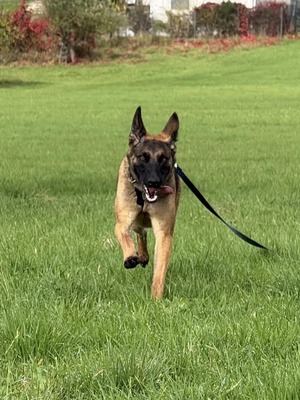 😍 Makani auf Pflegestelle in Kleinostheim Malinois (Mix) - freundlich, Malinois (Mix) - Hündin