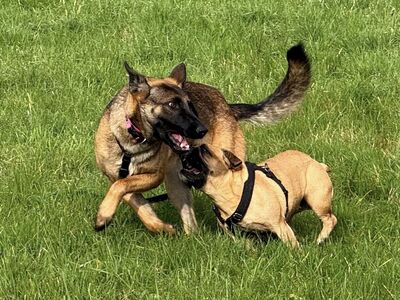 😍 Makani auf Pflegestelle in Kleinostheim Malinois (Mix) - freundlich, Malinois (Mix) - Hündin