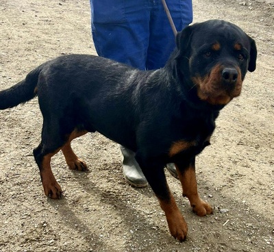 Maki, Rottweiler - Rüde