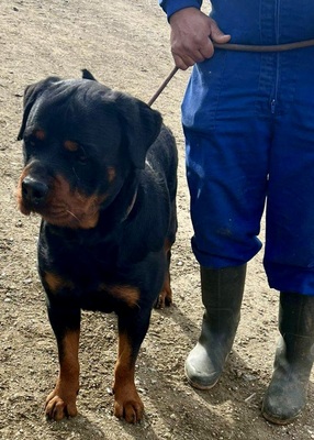 Maki, Rottweiler - Rüde