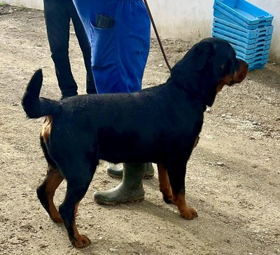 Maki, Rottweiler - Rüde