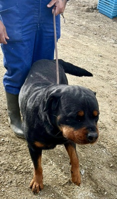 Maki, Rottweiler - Rüde