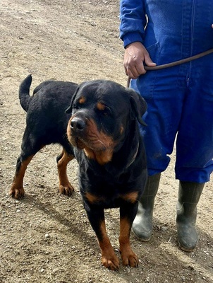 Maki, Rottweiler - Rüde