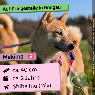 🌹 Makima Rodgau Shiba Inu (Mix) Hündin - sehr freundlich, Shiba Inu Mix - Hündin