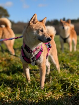 🌹 Makima Rodgau Shiba Inu (Mix) Hündin - sehr freundlich, Shiba Inu Mix - Hündin