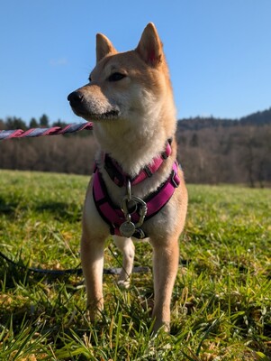 🌹 Makima Rodgau Shiba Inu (Mix) Hündin - sehr freundlich, Shiba Inu Mix - Hündin