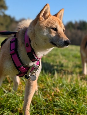 🌹 Makima Rodgau Shiba Inu (Mix) Hündin - sehr freundlich, Shiba Inu Mix - Hündin