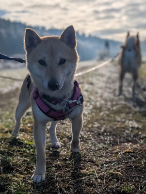 🌹 Makima Rodgau Shiba Inu (Mix) Hündin - sehr freundlich, Shiba Inu Mix - Hündin