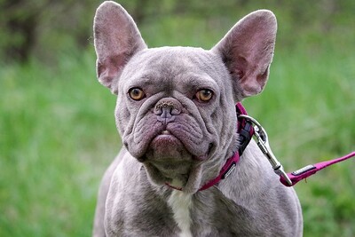 Makita, FRANZÖSISCHE BULLDOGGE - Hündin