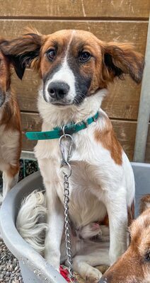 Makoa, Mischling - Rüde