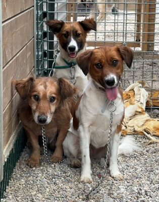 Makoa, Mischling - Rüde