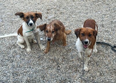 Makoa, Mischling - Rüde