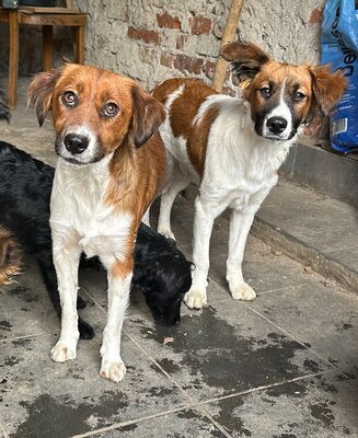 Makoa, Mischling - Rüde