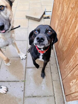 Malakai, Mischling - Rüde