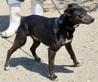 Malcom, Mix - Rüde
