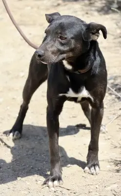 Malcom, Mix - Rüde