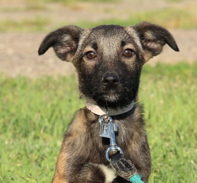 Malea, Mischling Welpen - Hündin