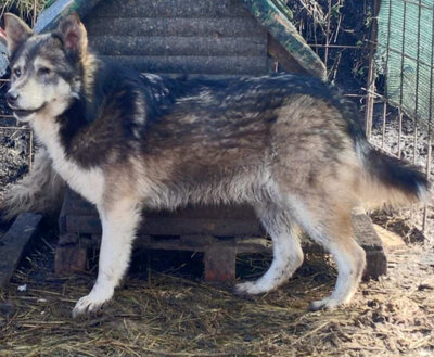 Malena freut sich auf IHRE Menschen, Mischling - Hündin