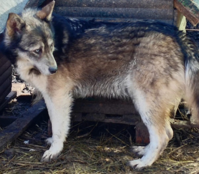 Malena freut sich auf IHRE Menschen, Mischling - Hündin