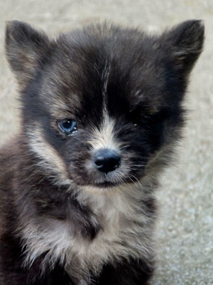 Malena freut sich auf IHRE Menschen, Mischling - Hündin