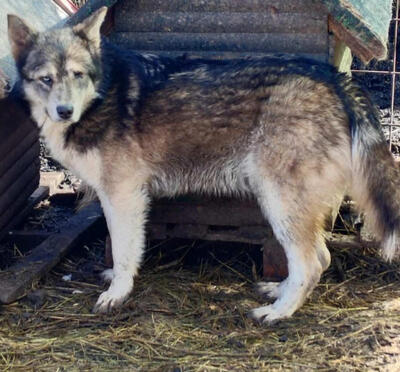 Malena freut sich auf IHRE Menschen, Mischling - Hündin