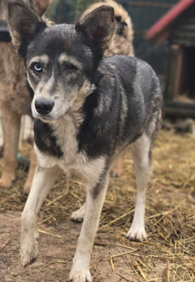 Malena freut sich auf IHRE Menschen, Mischling - Hündin